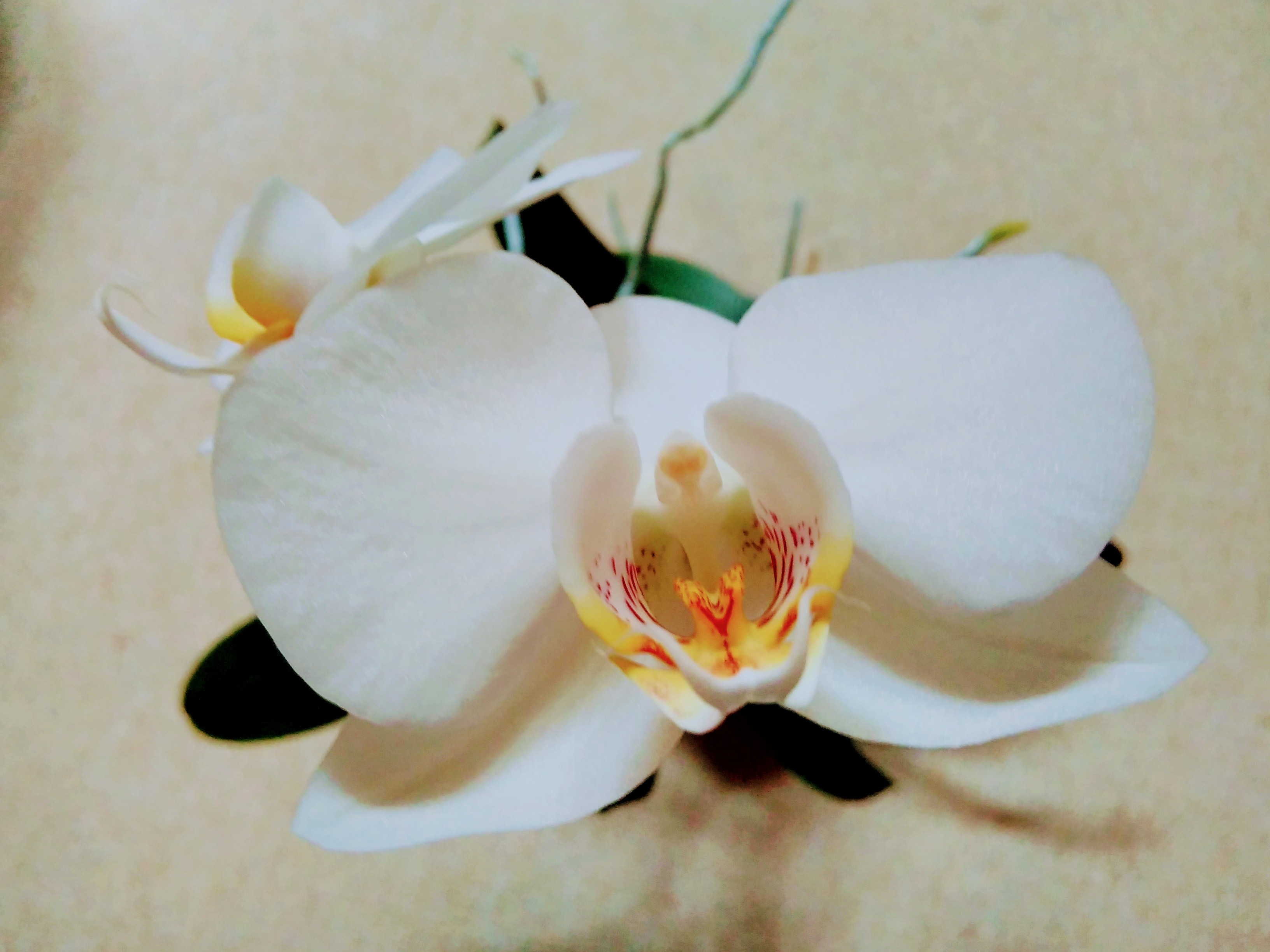 Orchidaceae