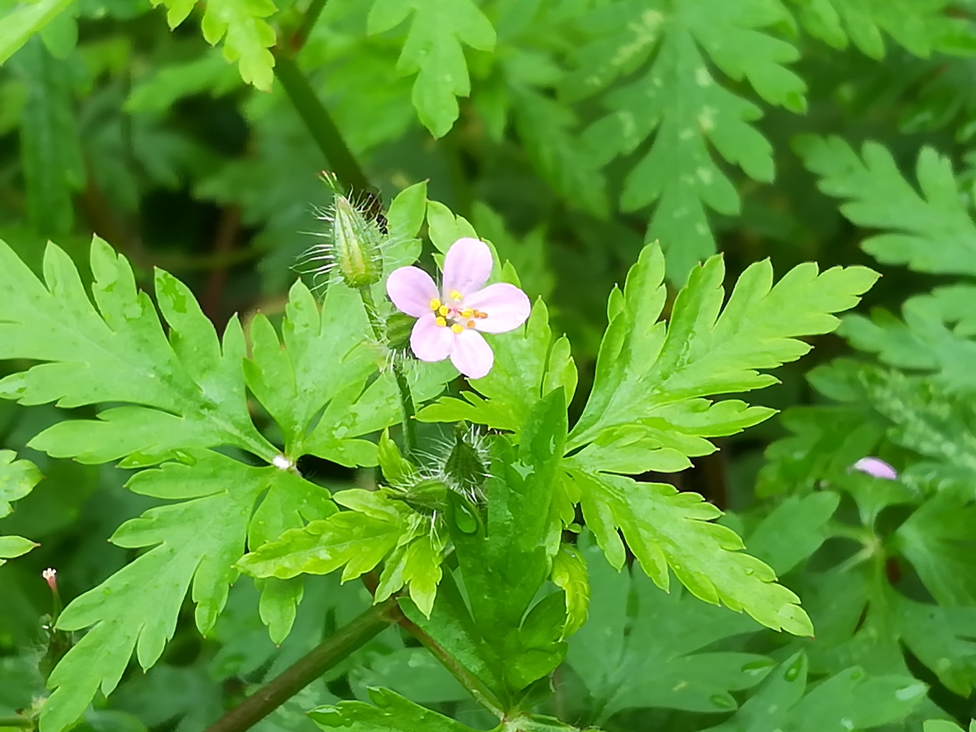 Géranium Herbe à Robert (fleur)