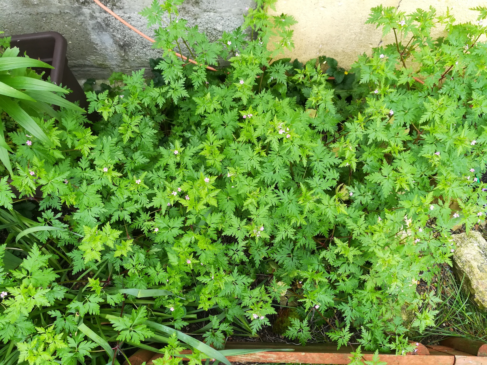 Géranium Herbe à Robert (vue globale)