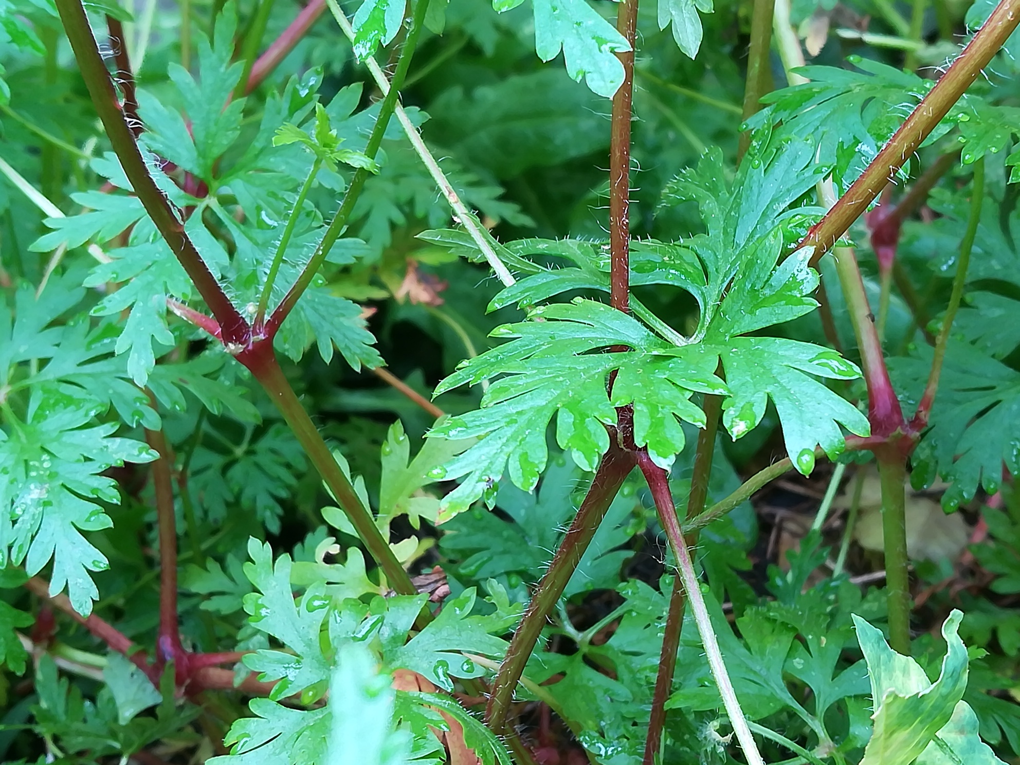 Géranium Herbe à Robert (renflement des tiges)