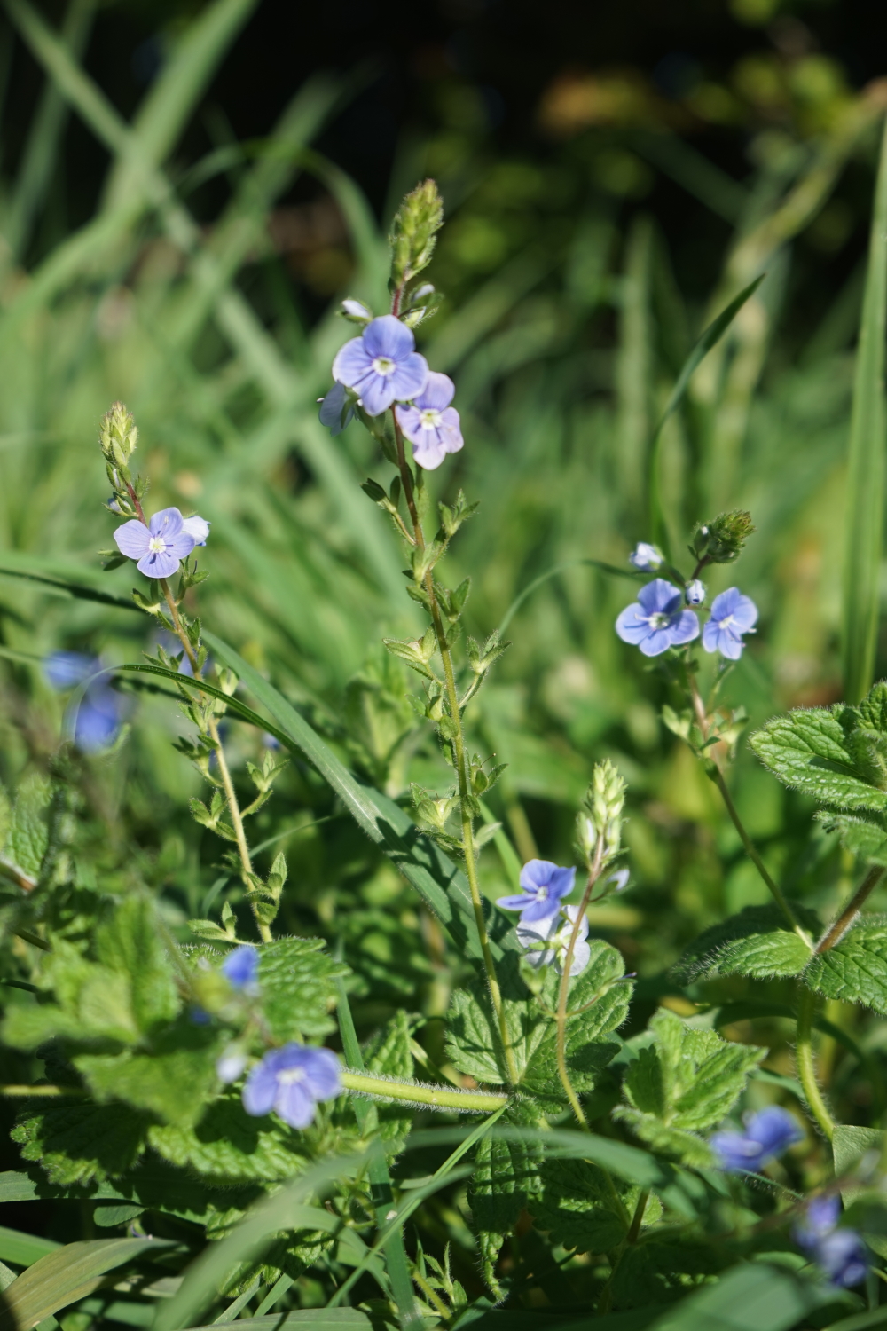 veronica - vue globale
