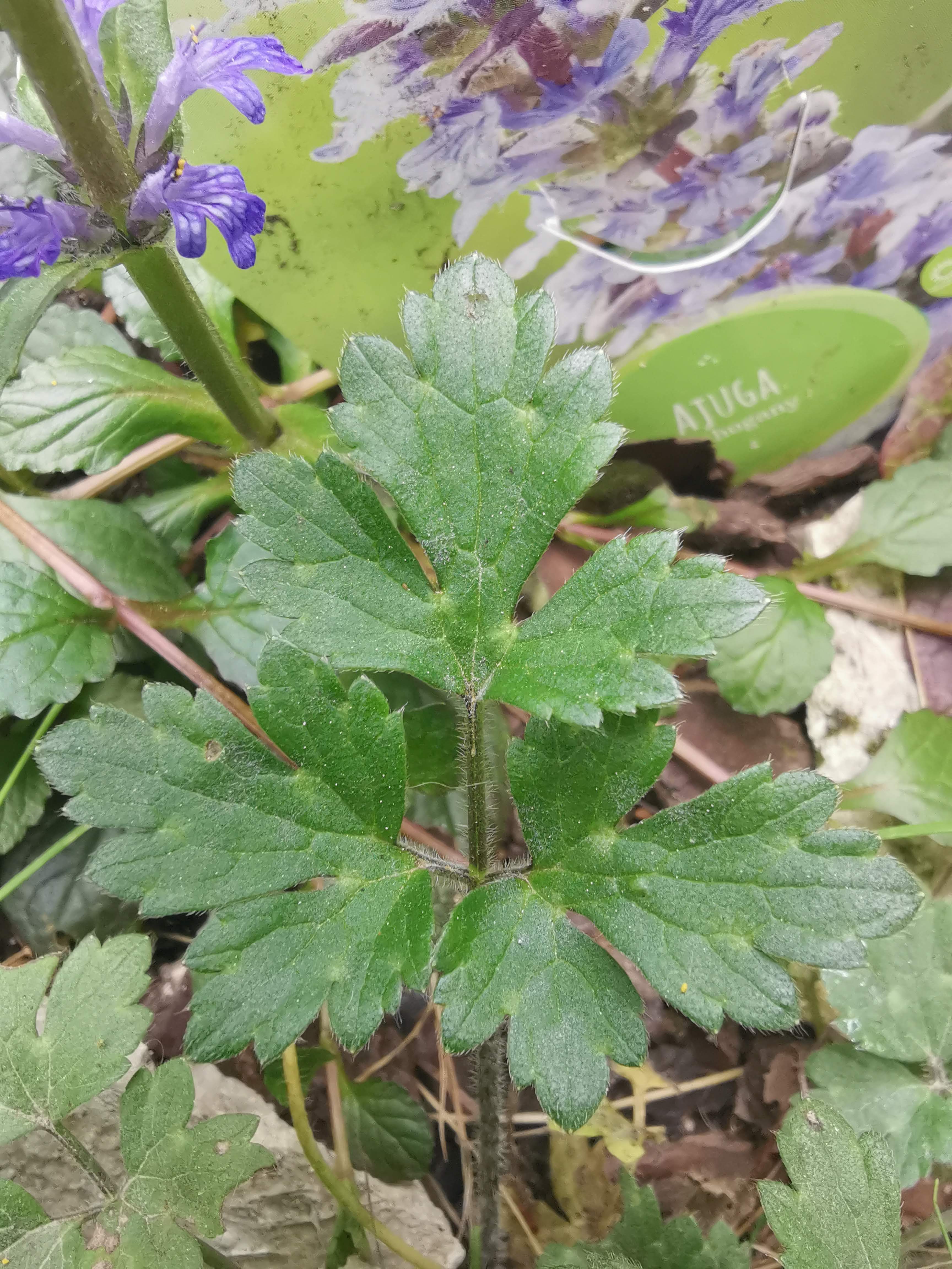 bouton d'or vue générale