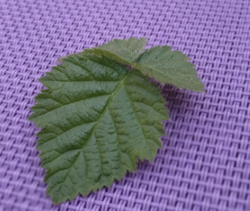 Rubus_fruticosus_leaf