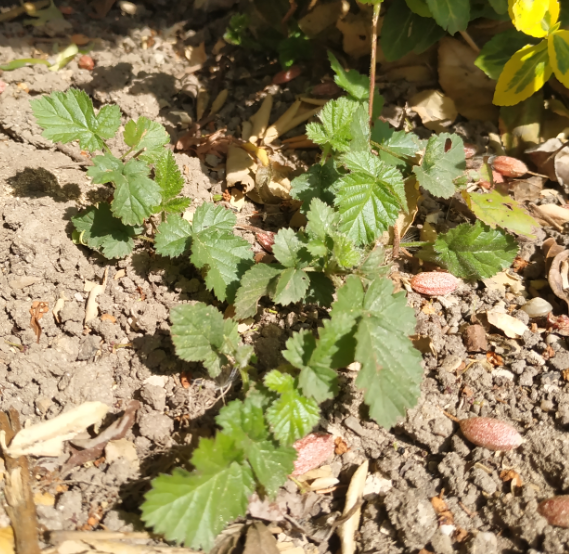 rubus_fruticosus_global_view