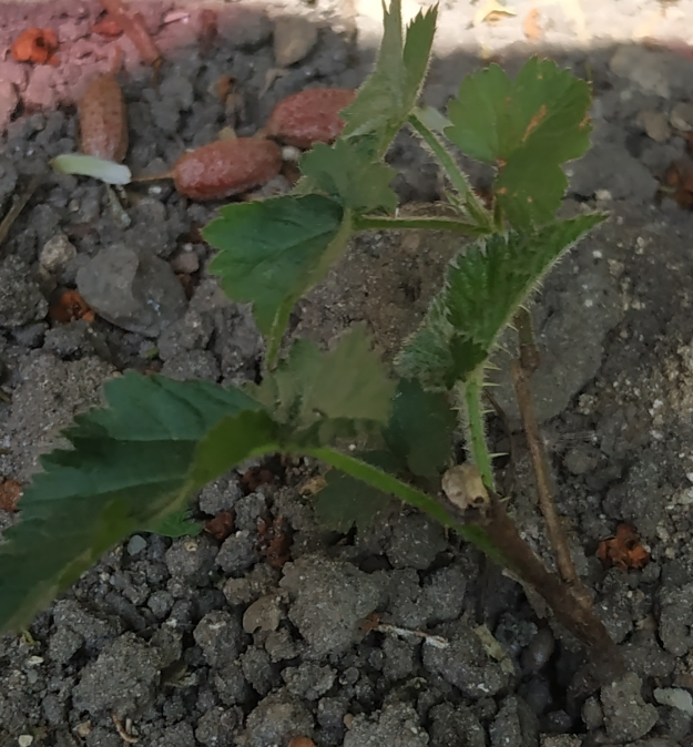 Rubus_fruticosus_tige_feuille