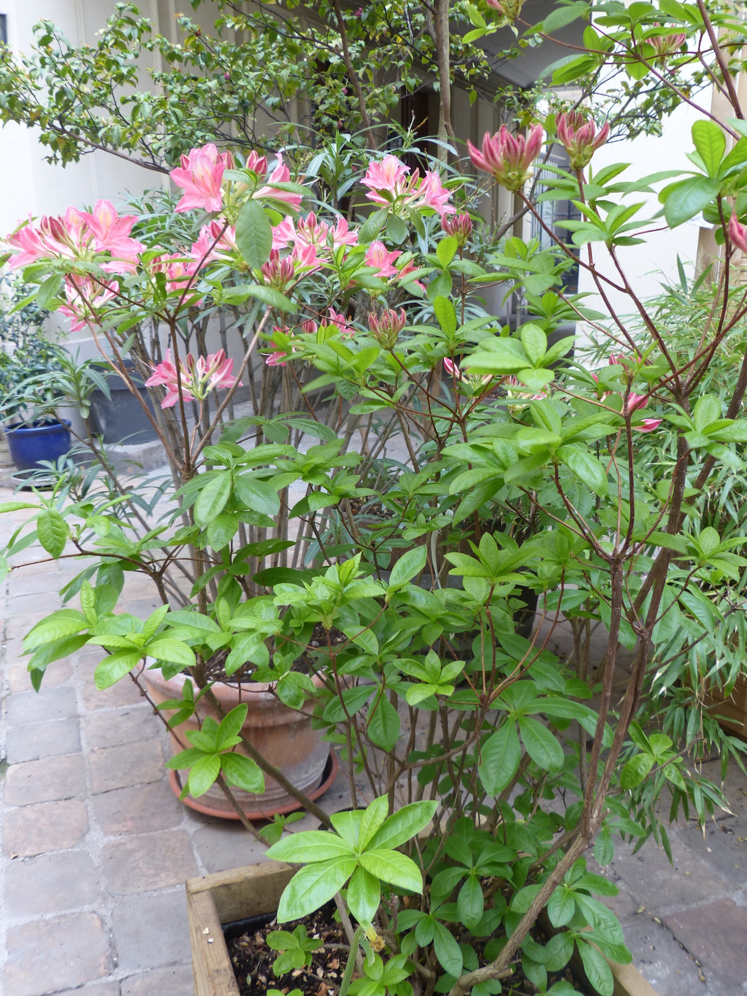 vue globale de la plant