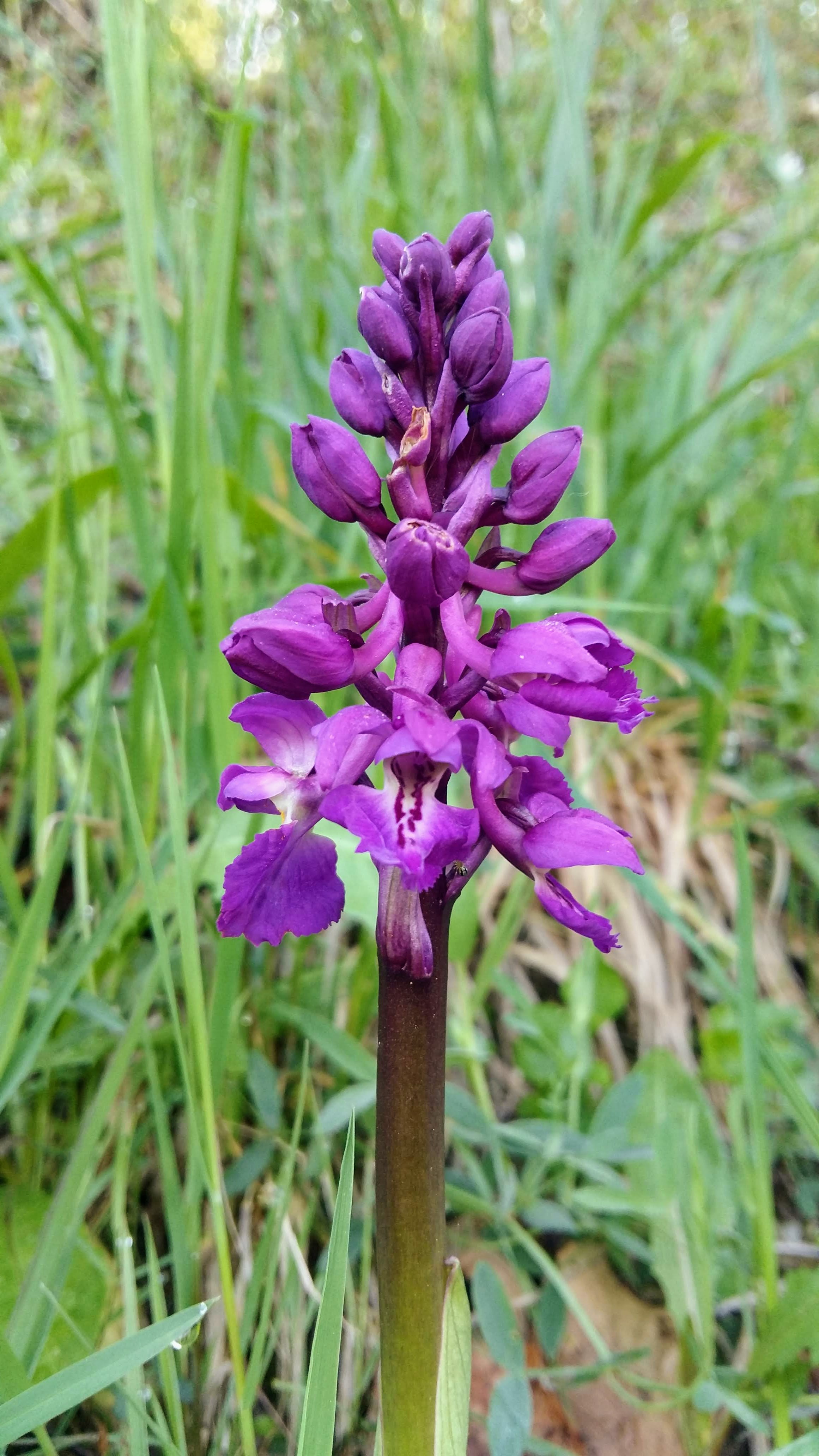 Orchis mâle fleurs