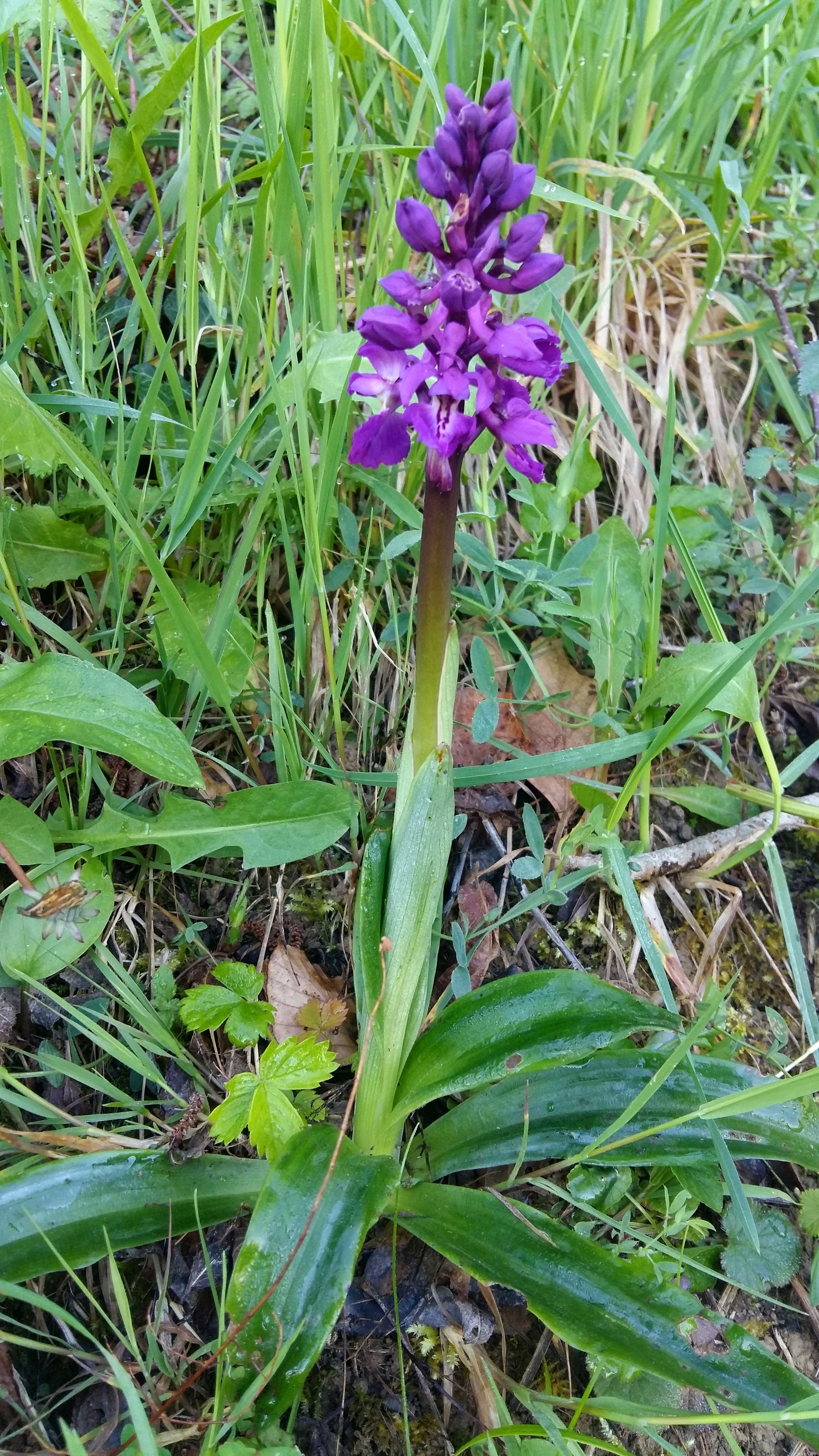 Orchis mâle vue globale