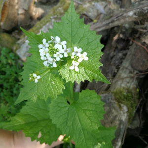 vue d'ensemble d'Alliaria petiolata