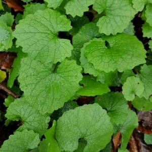 feuille d'Alliaria petiolata