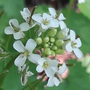 fleurs d'Alliara petiolata