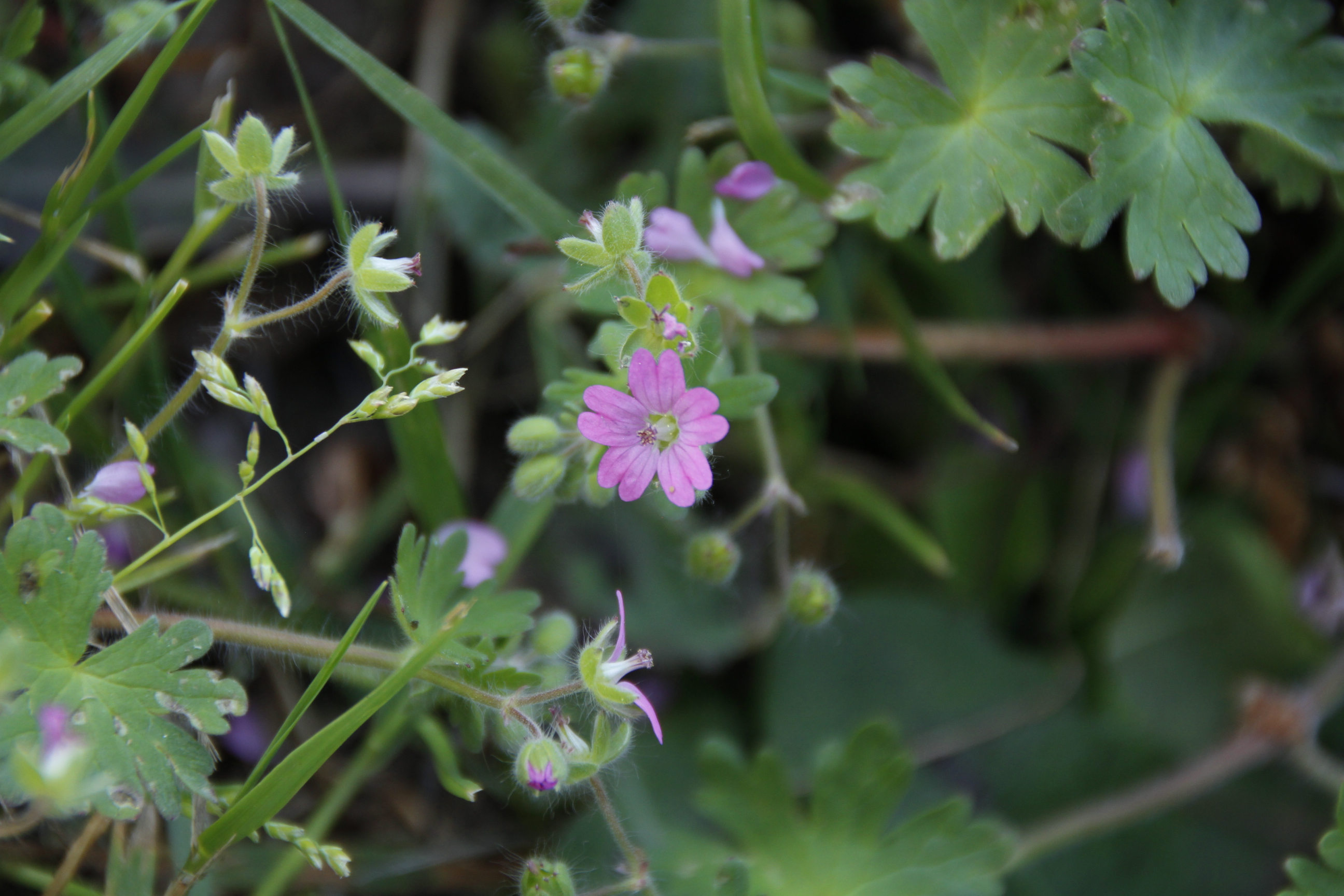 Fleur de géranium sauvage