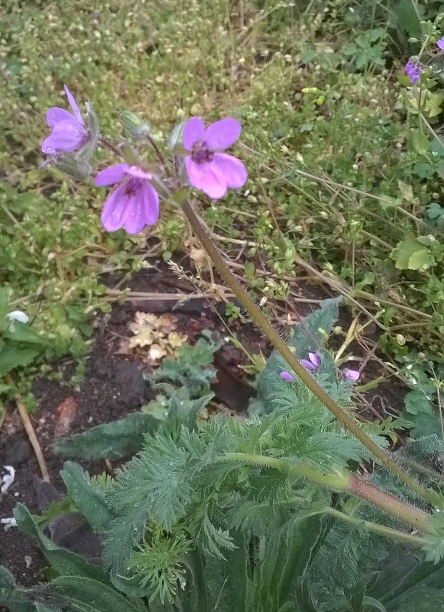 Bec de grue - plante