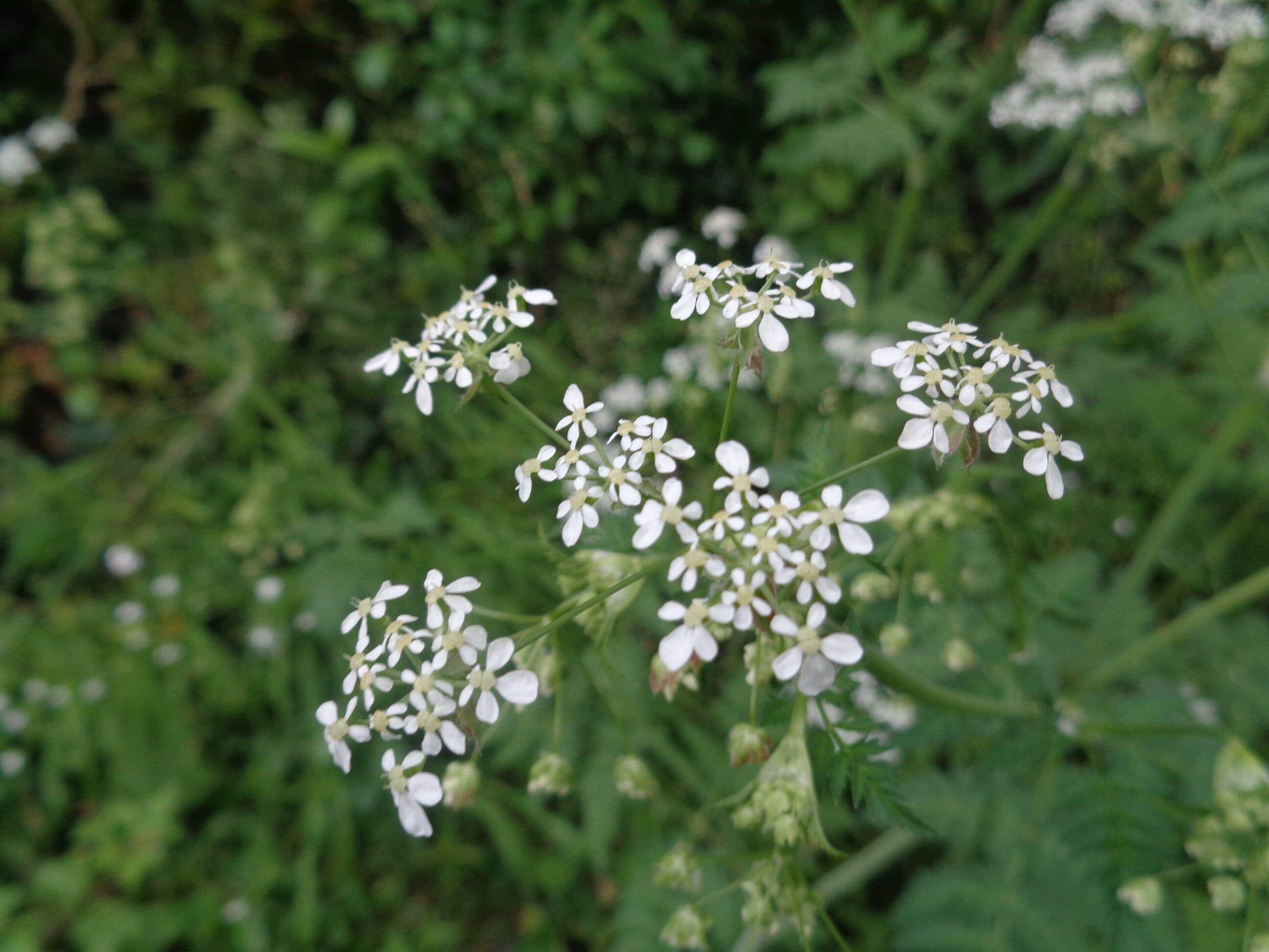fleur, anthriscus sylvestris