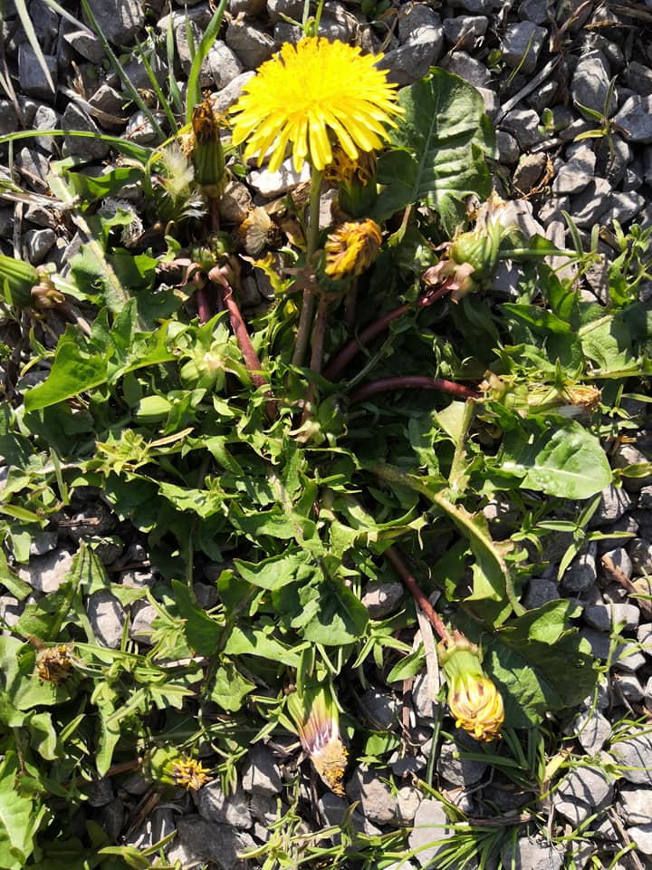 Pissenlit plante entière