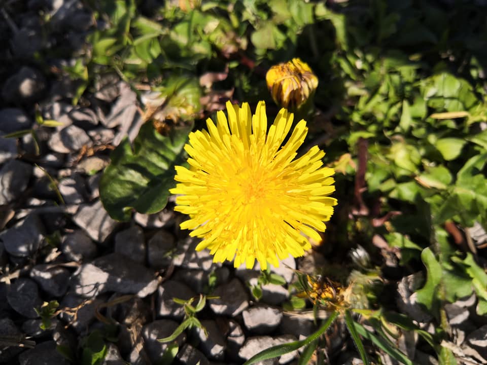 Pissenlit fleur vue du dessus