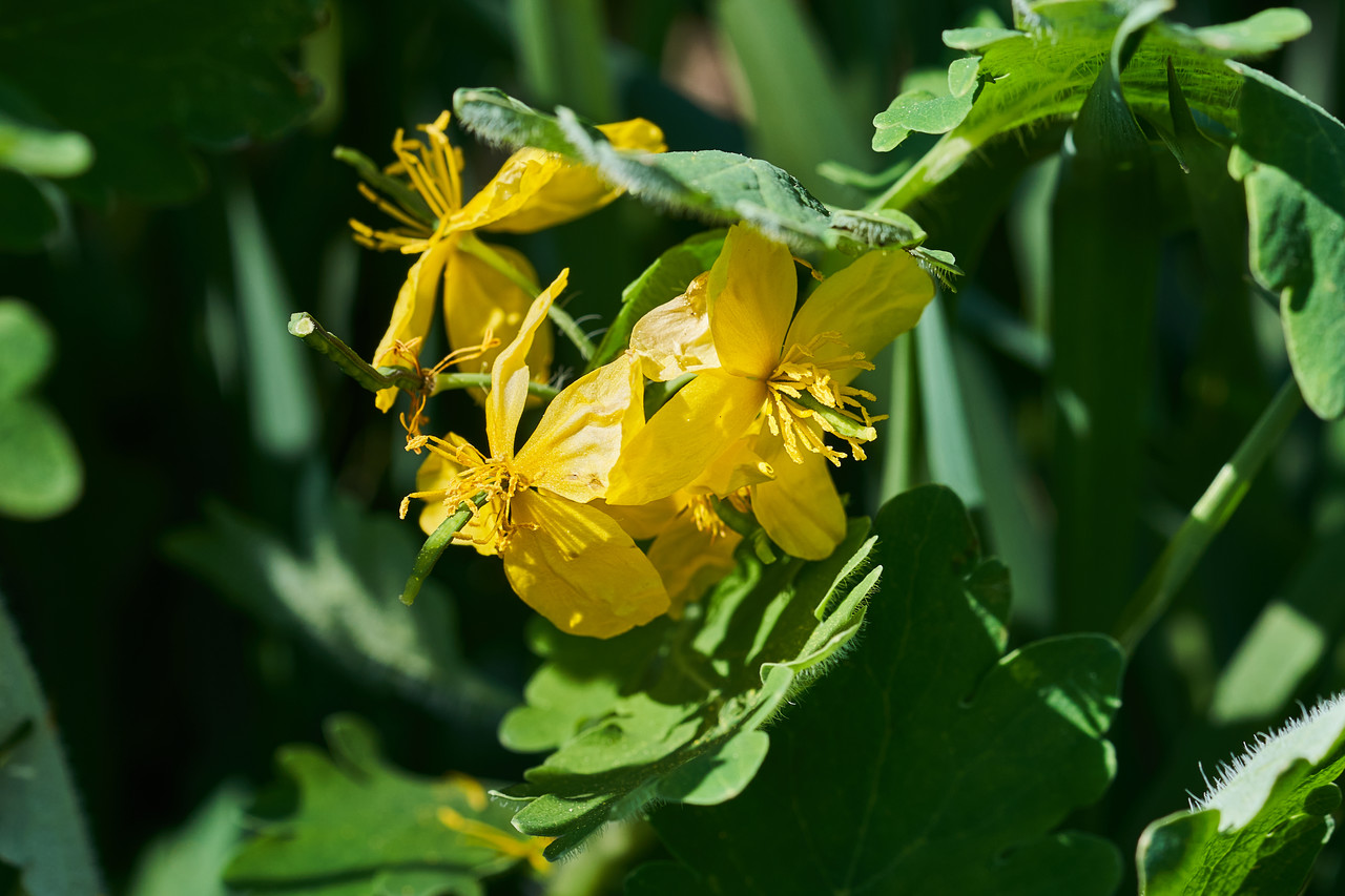 fleur - vue de dessus et de profil
