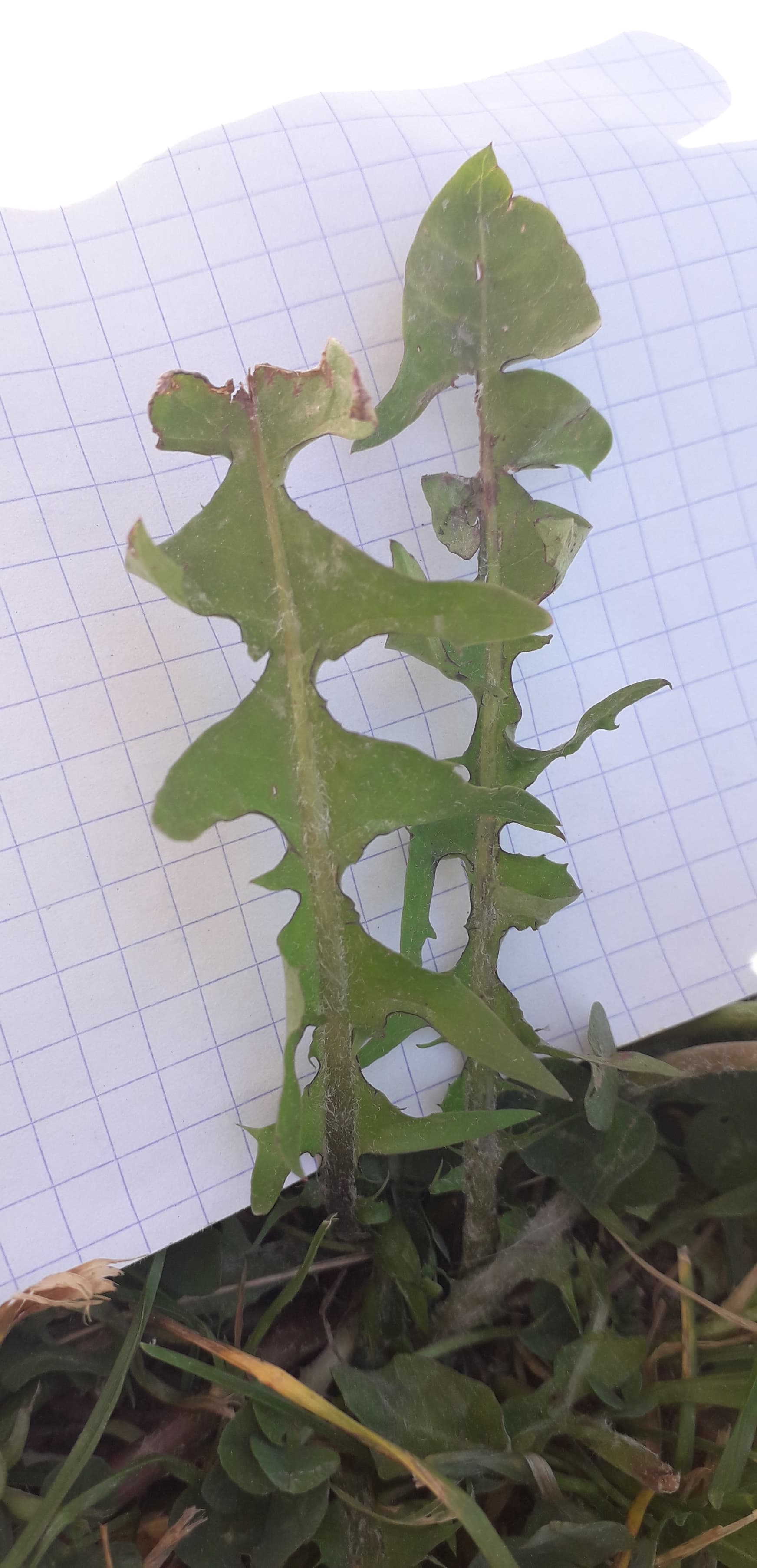 feuilles de pissenlit