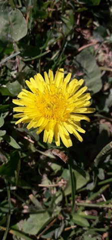 Fleur de pissenlit prise de près