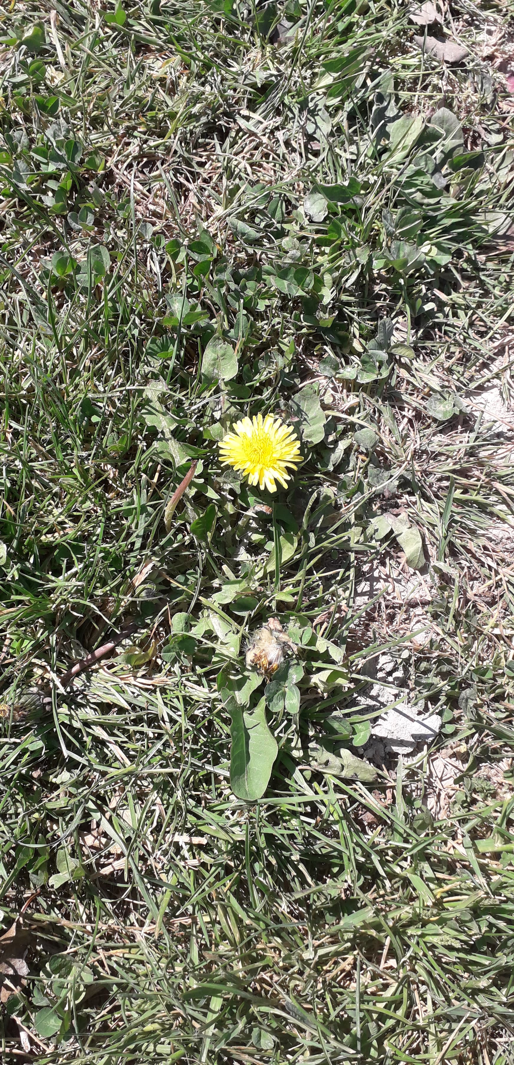 Photo d'une fleur de pissenlit prise de haut dans sa globalité
