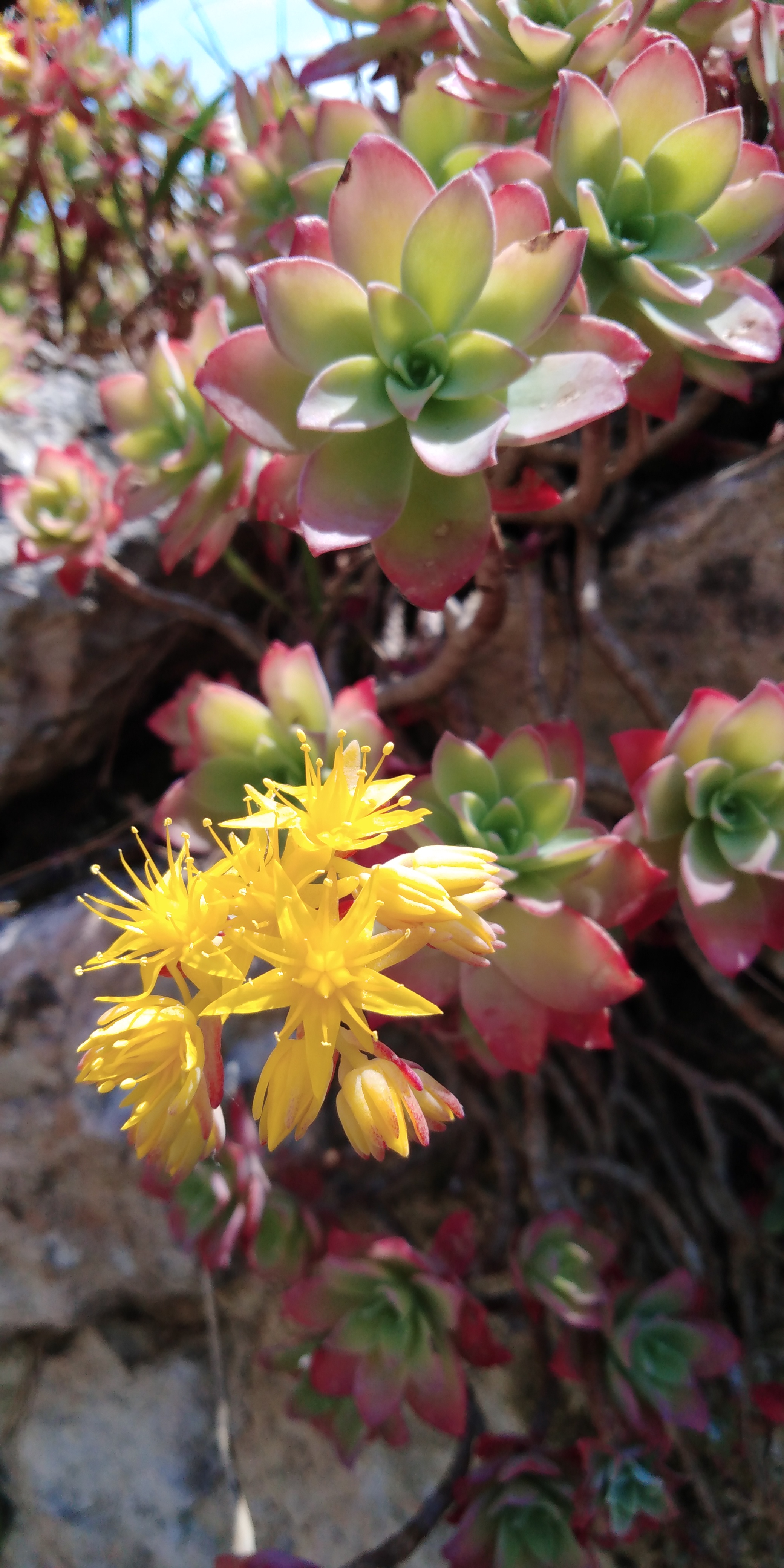vue d'une fleur prise de haut