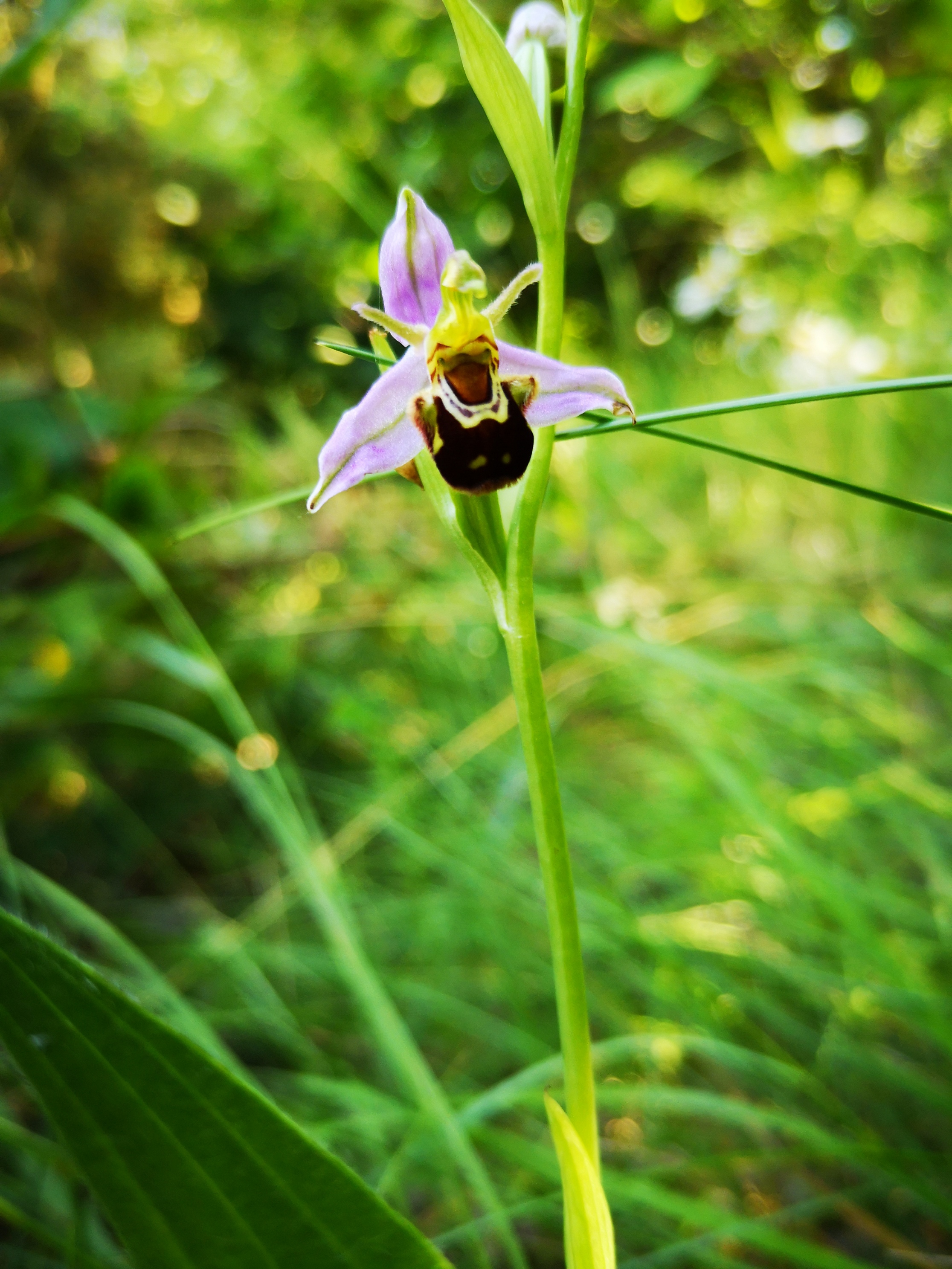 Ophrys abeille