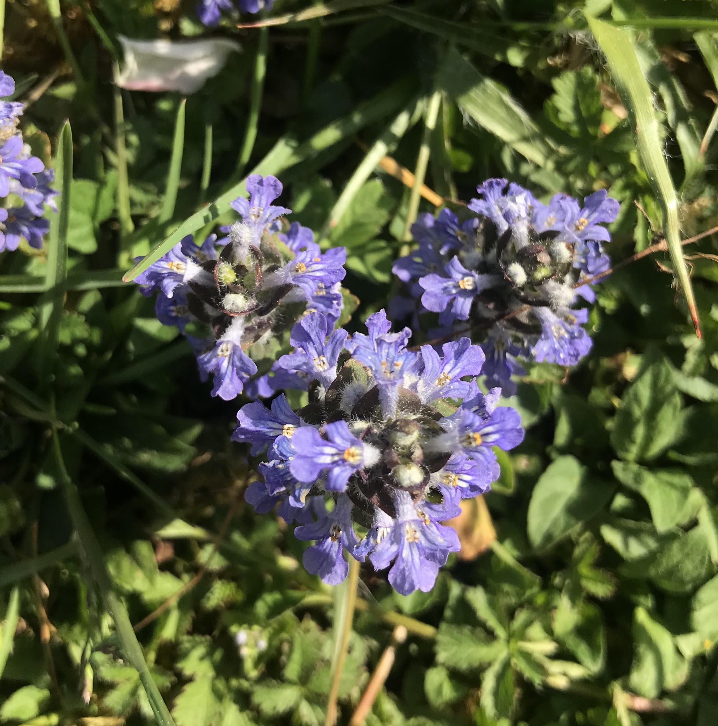 vue de haut d'une lamiacée sauvage