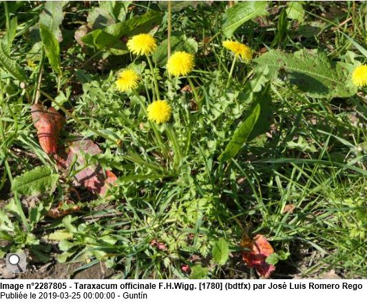Aspect général du Taraxacum officinal (Source : PictoFlora)