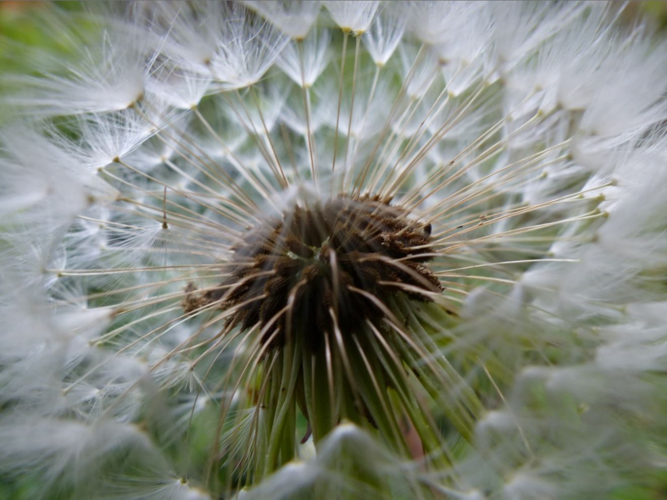 Fruit Taraxacum officinale