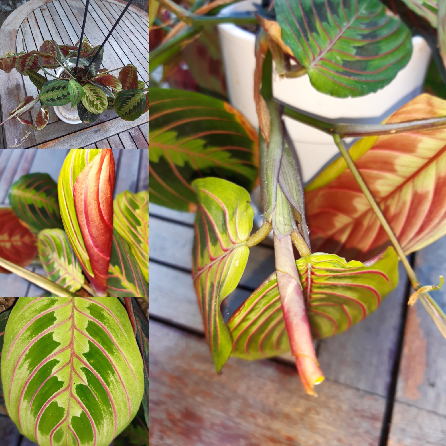 Maranta