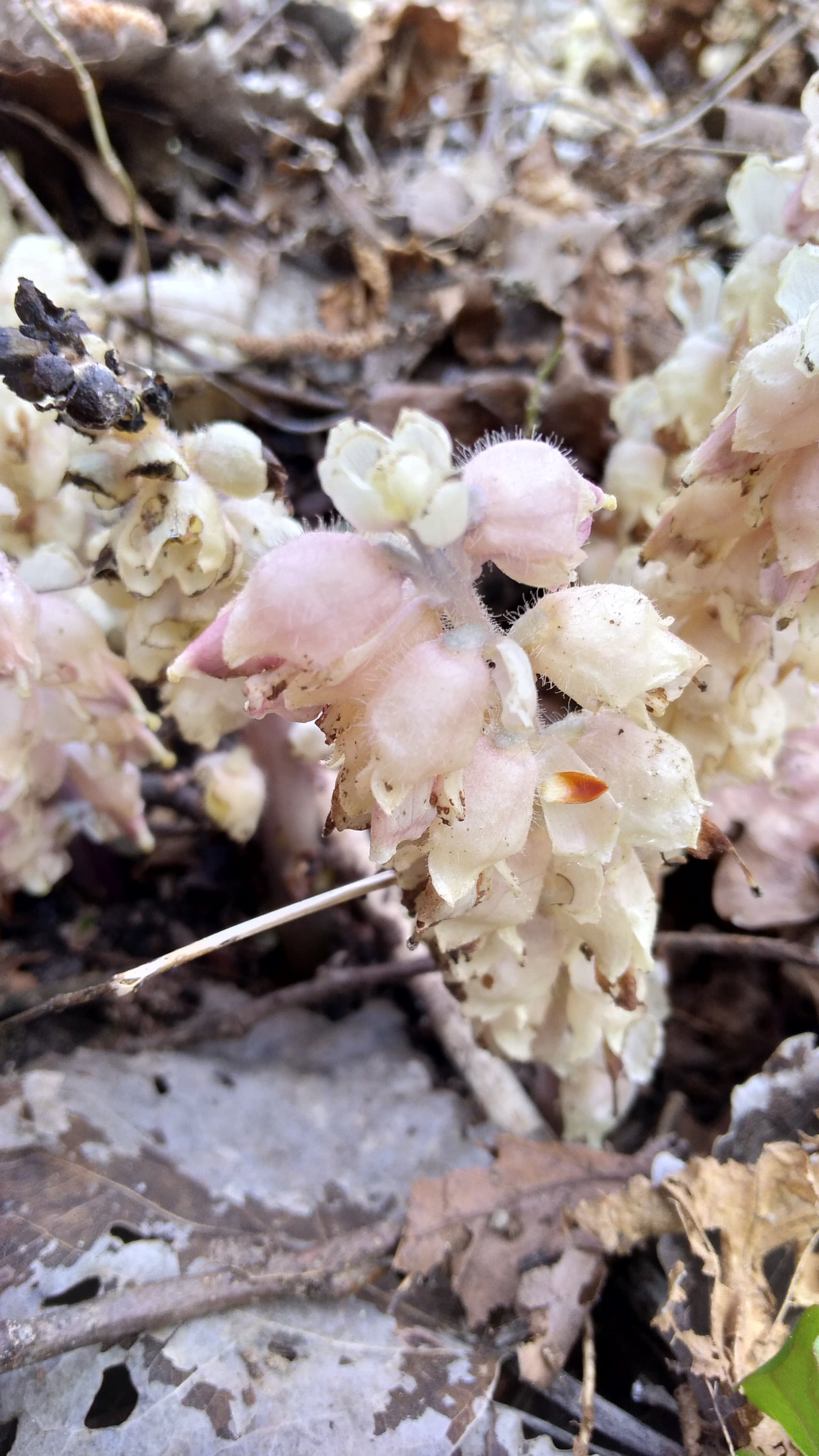 Clandestine écailleuse