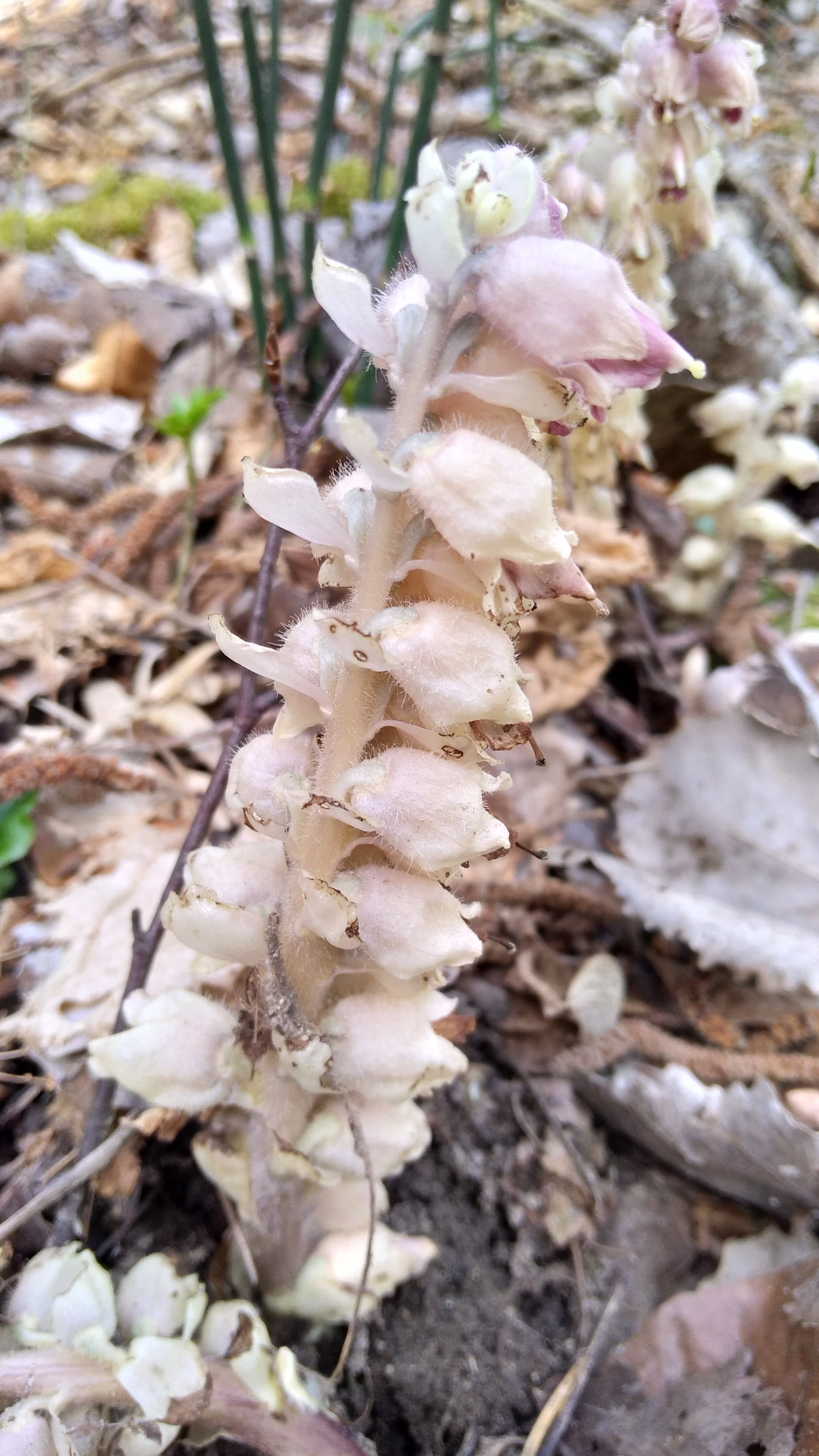 Clandestine écailleuse