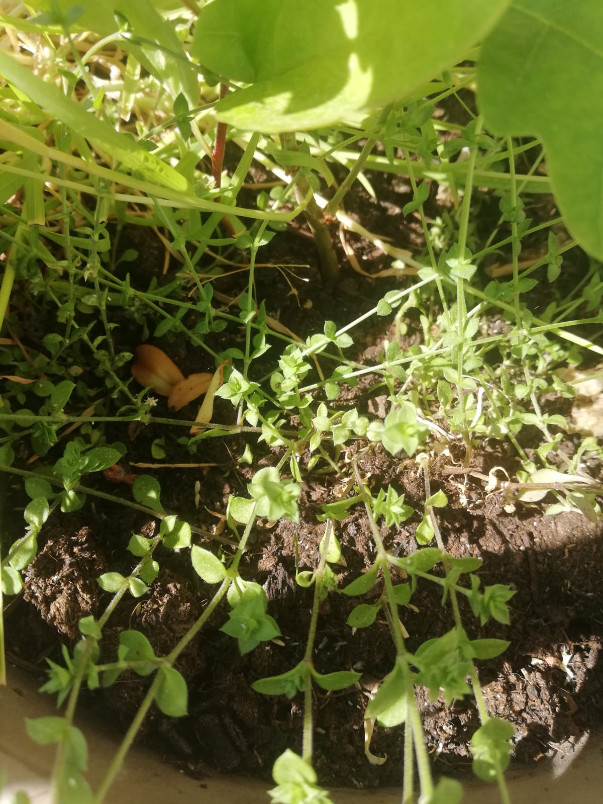 tiges et feuilles basses