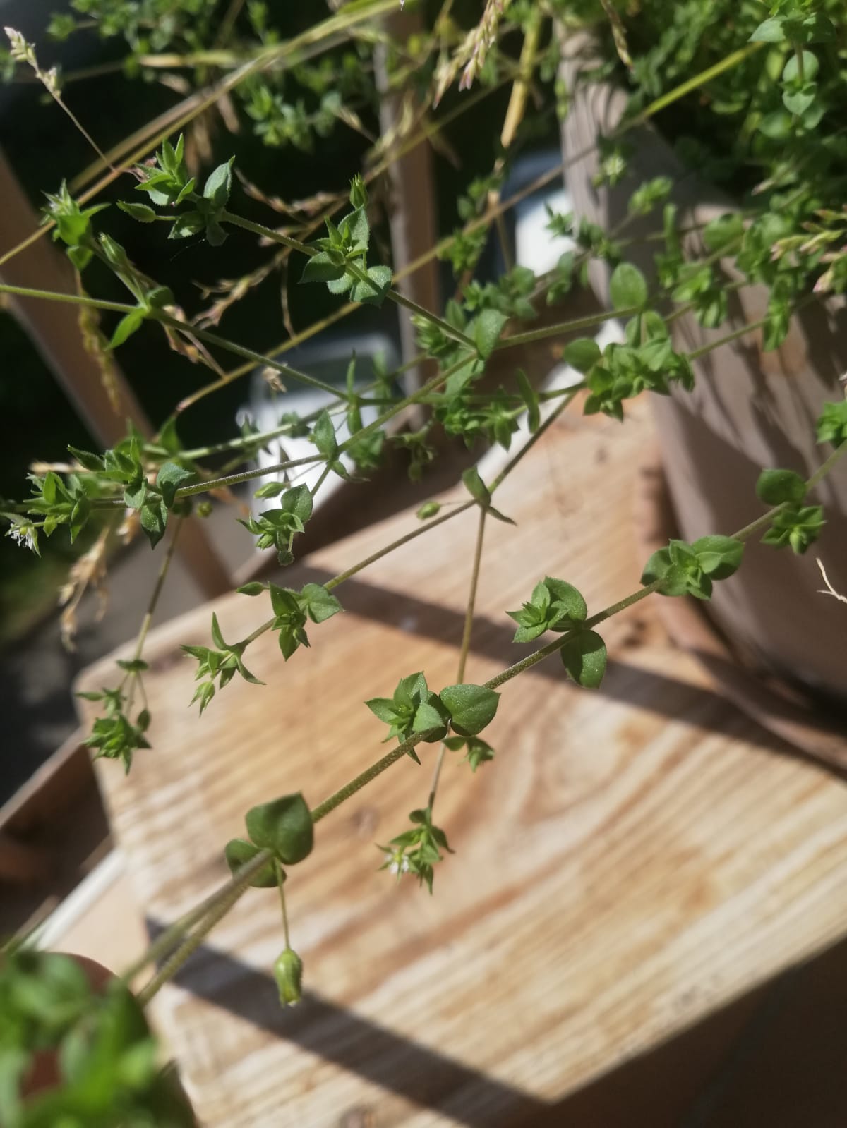 feuilles symétriques autour de la tige