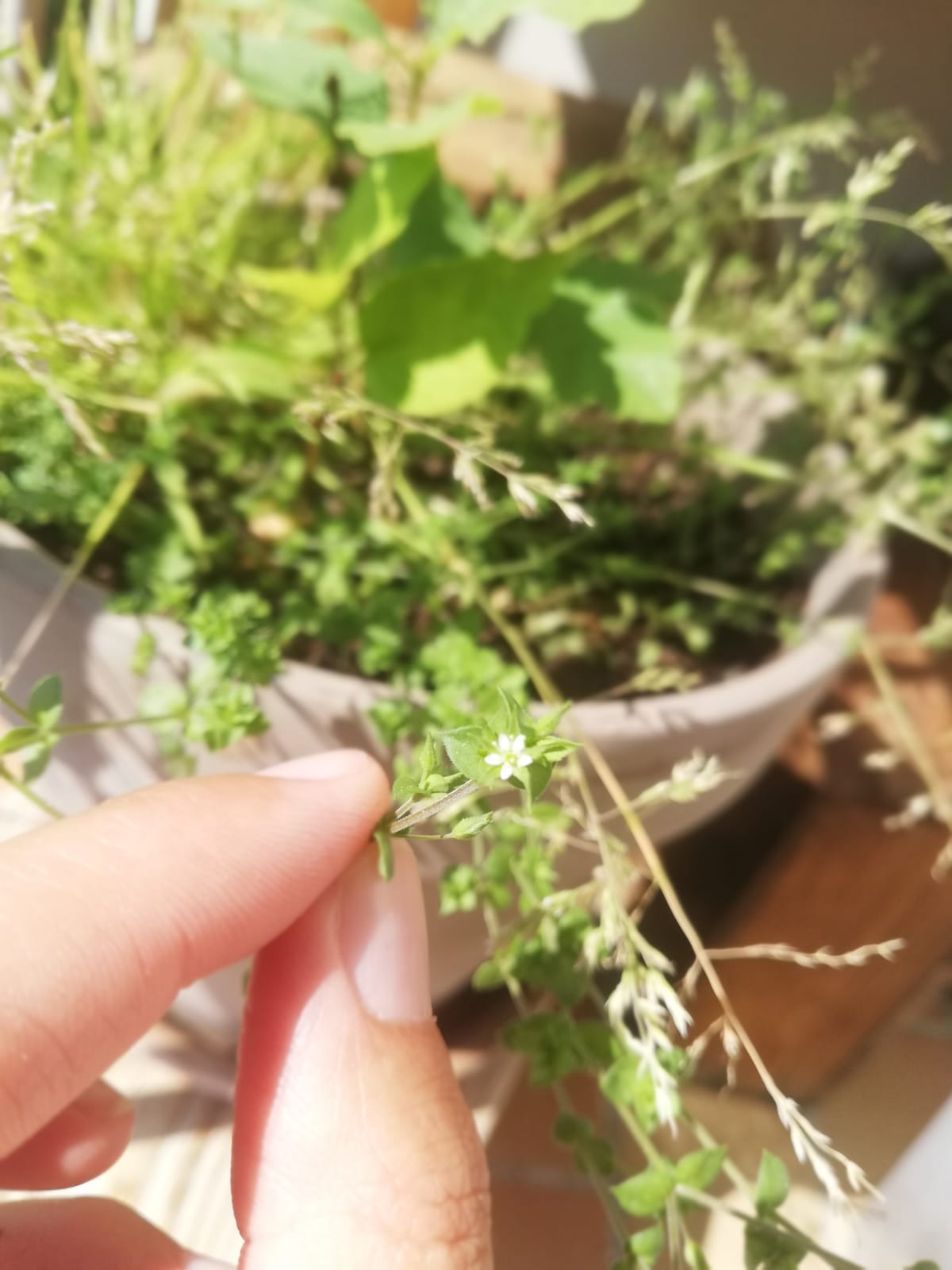 Fleur composée de 5 pétales blanches et d'un pistil avec étamines