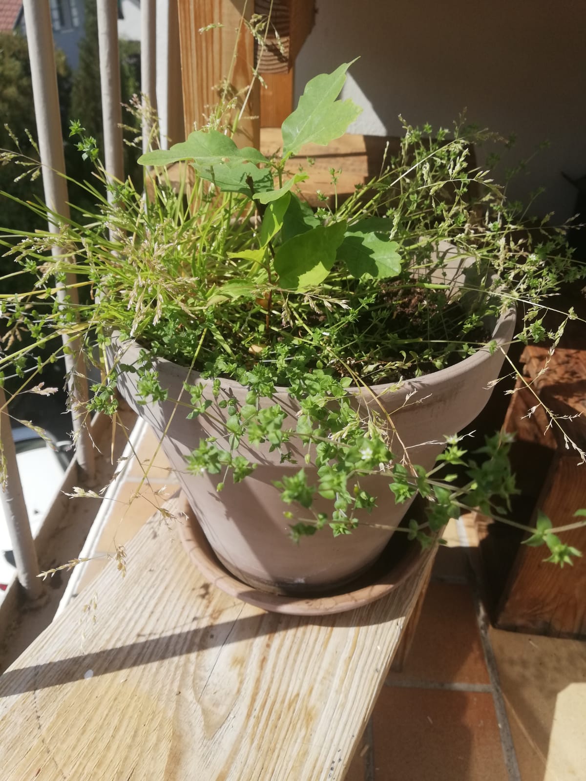 Plan large de la fleur de la plante à observer