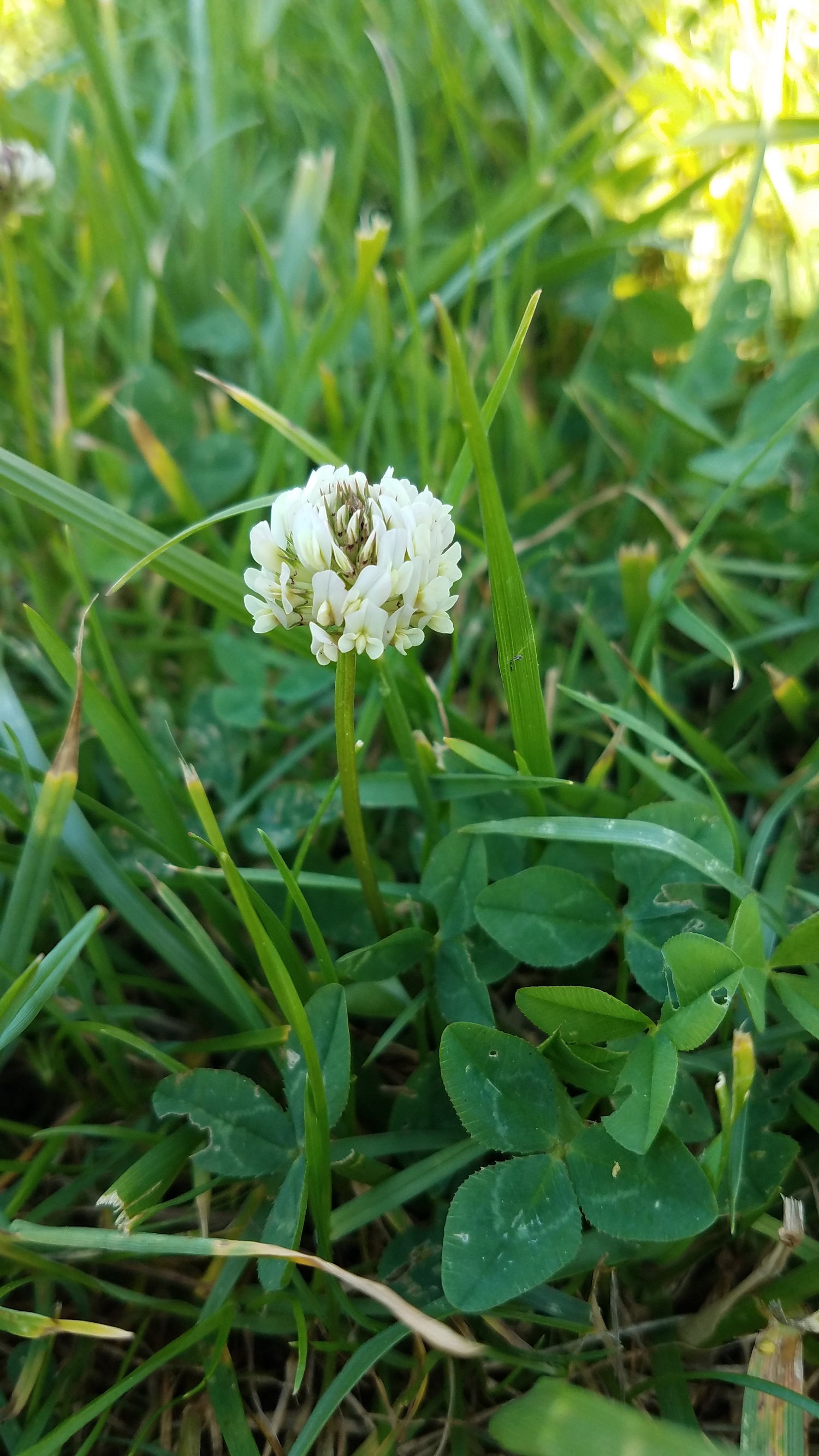 photo générale trèfle