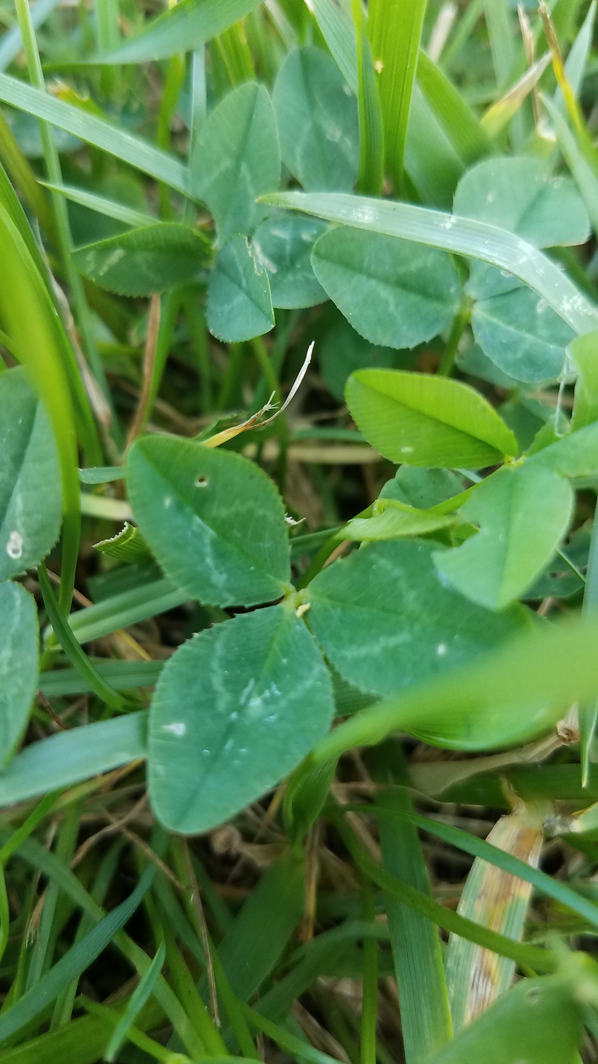feuille trèfle blanc