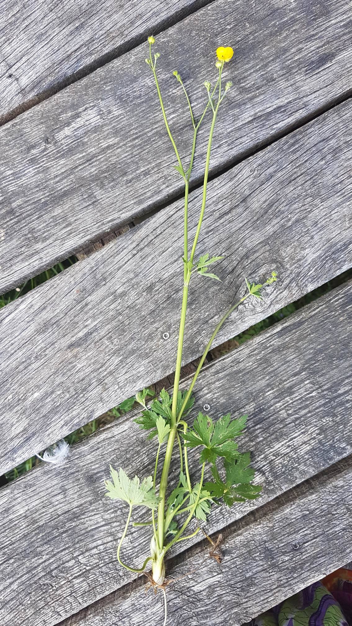 plante entière coupée