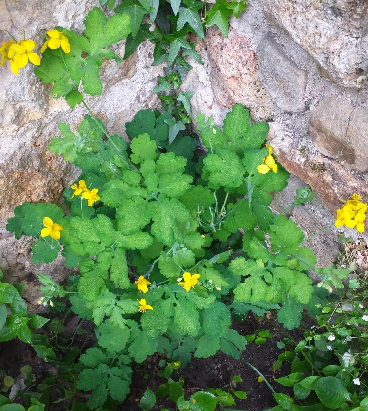Chelidonium majus, papaveraceae, 60cm de hauteur, dans un jardin, à  la Ville-du-Bois (91), le 25 avril.2020