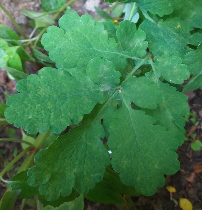 Chelidonium majus, papaveraceae, 60cm de hauteur, dans un jardin, à  la Ville-du-Bois (91), le 25 avril.2020