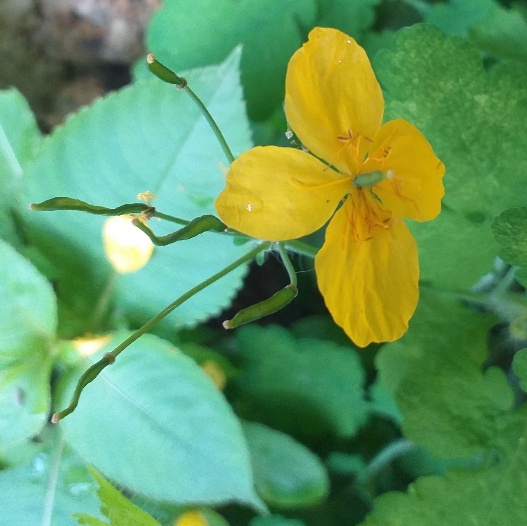 Chelidonium majus, papaveraceae, 60cm de hauteur, dans un jardin, à  la Ville-du-Bois (91), le 25 avril.2020