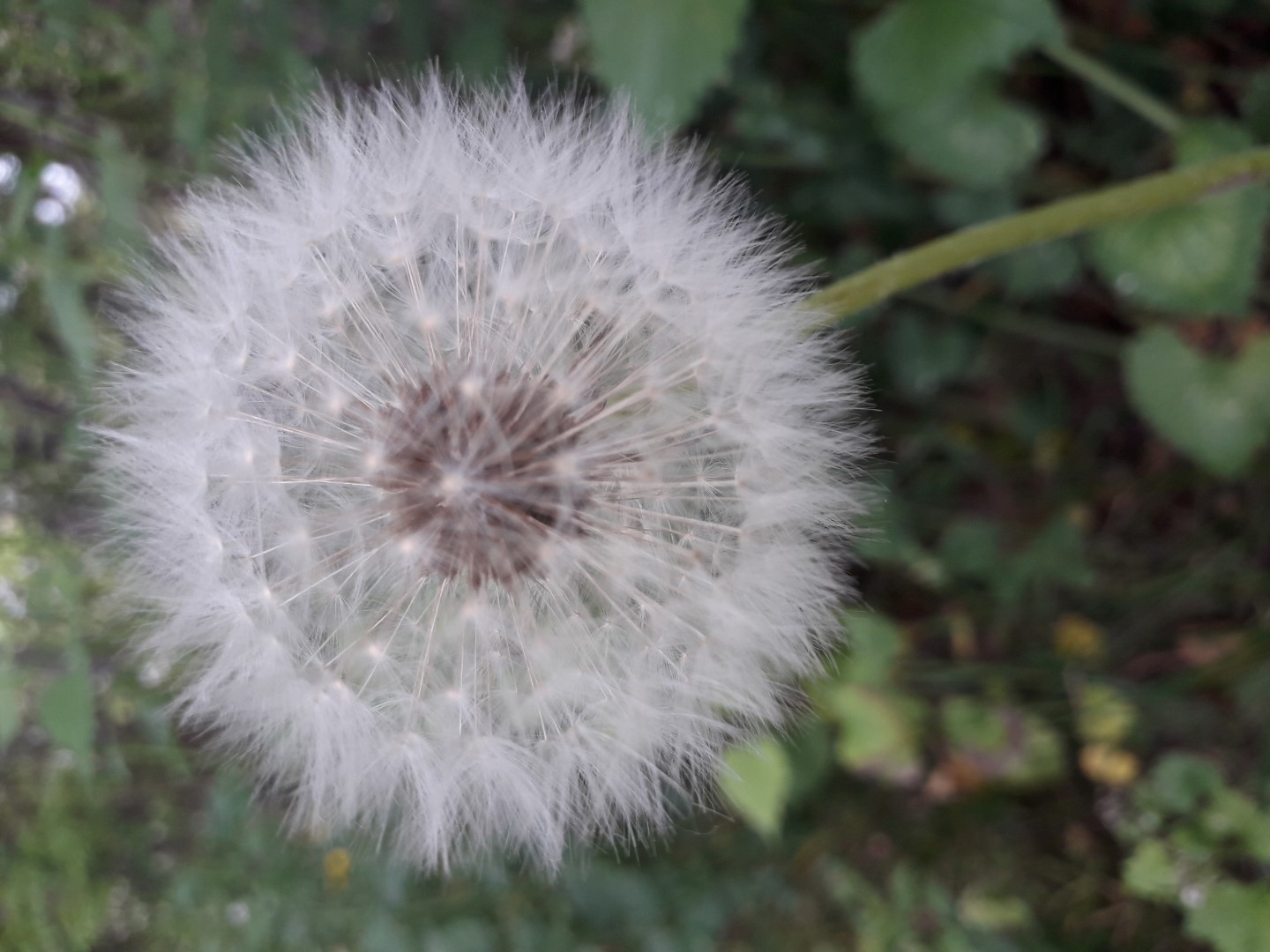 Pissenlit commun aigrettes