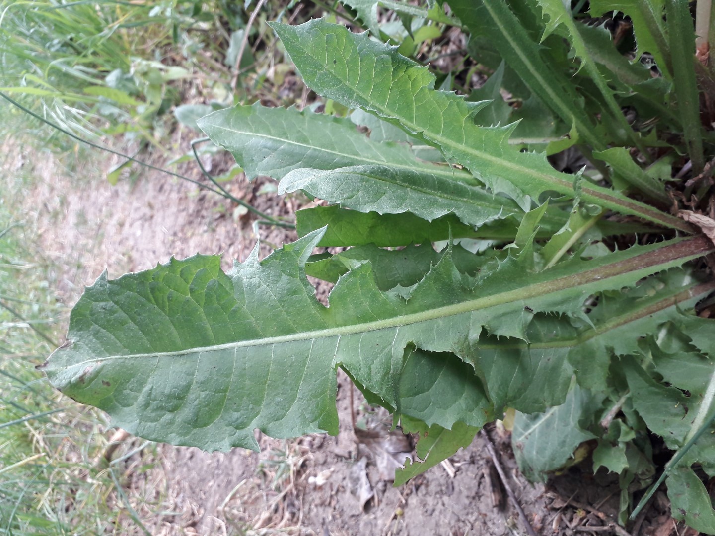 pissenlit commun feuille