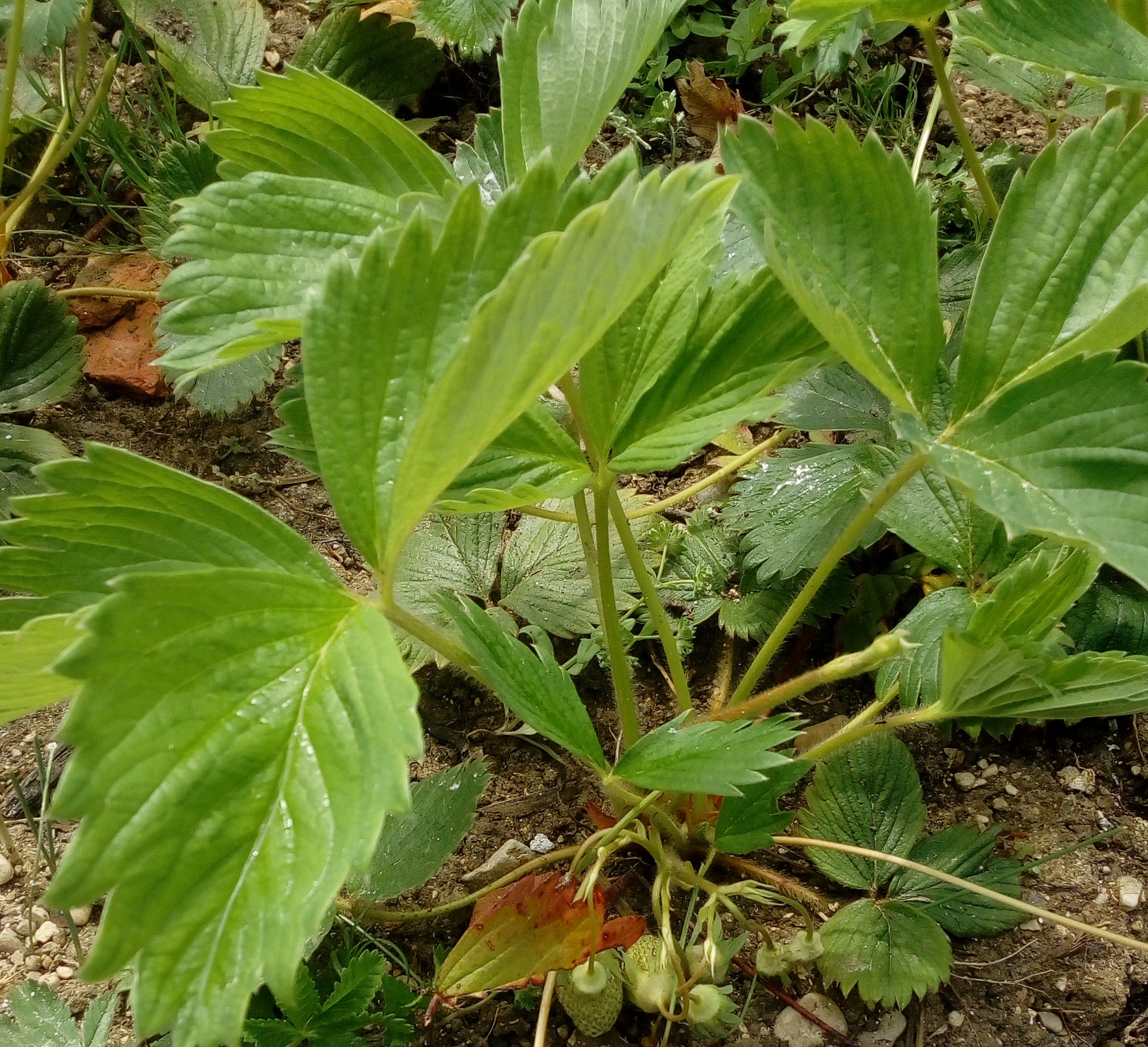 plante entière - fraisier