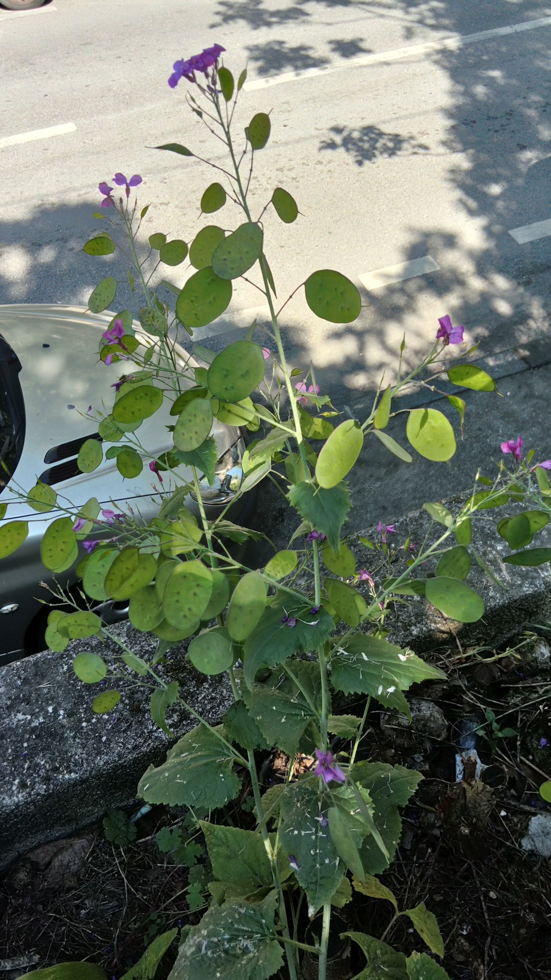 lunaria biennis-général