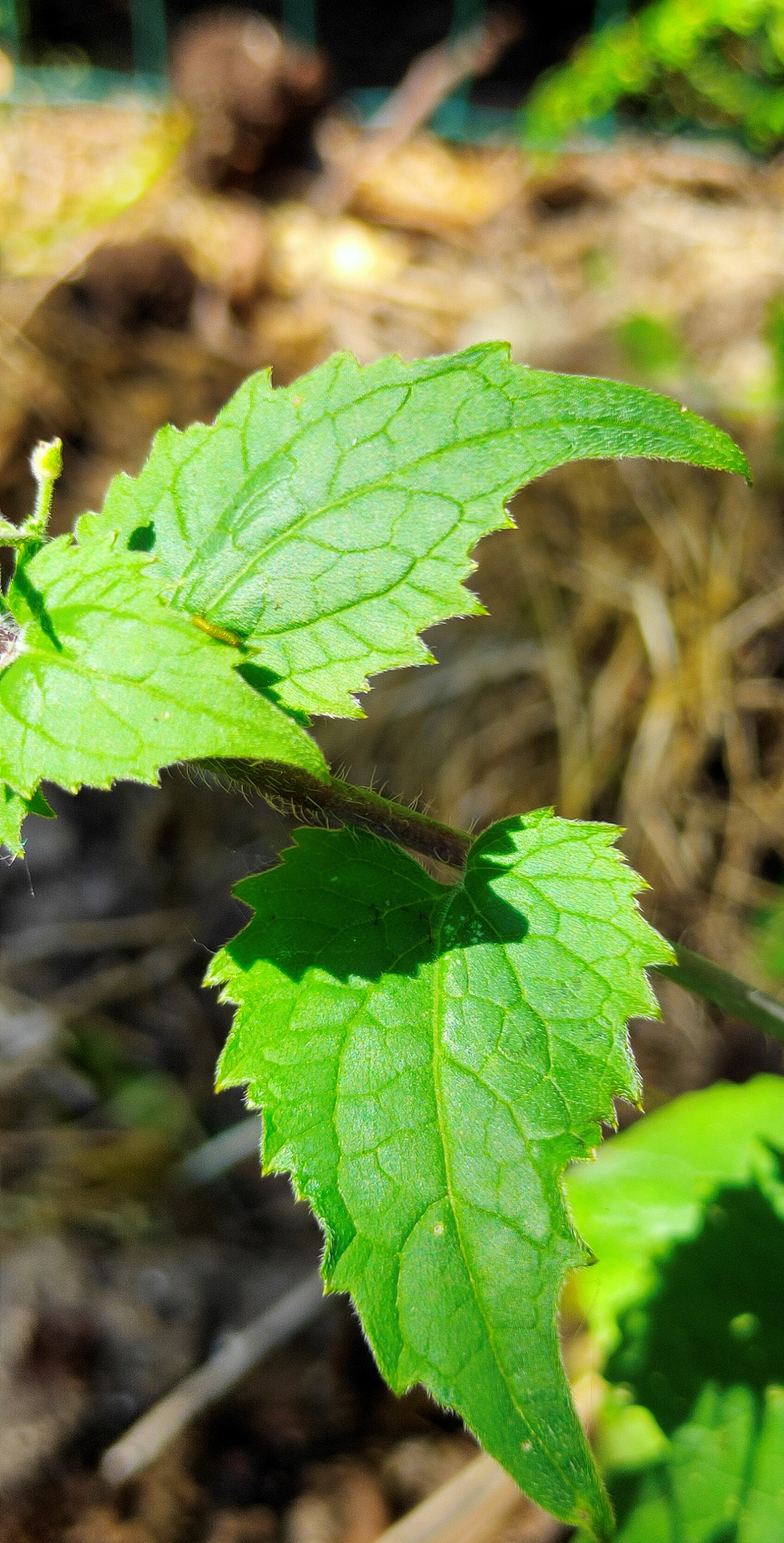 monnaie du pape vue d'ensemble