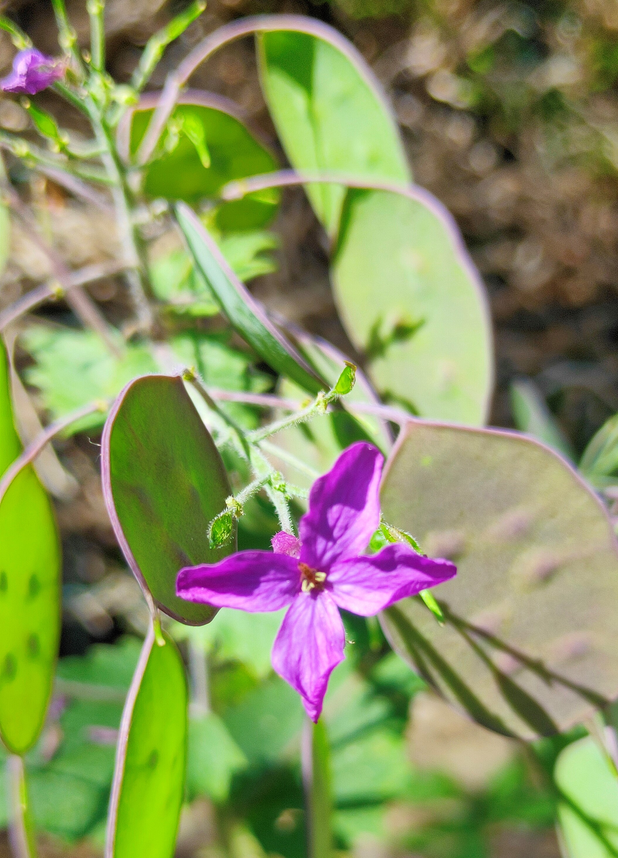 monnaie du pape vue d'ensemble