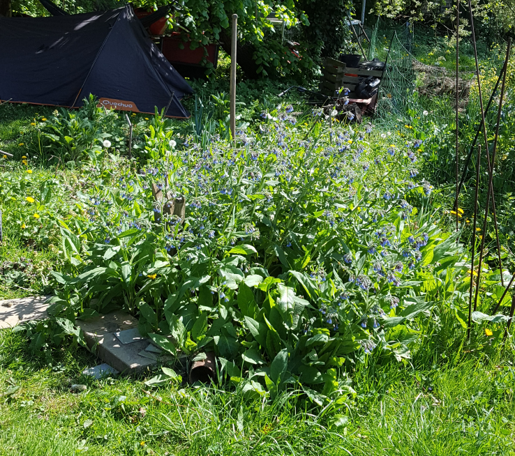 plant de bourrache "sauvage"