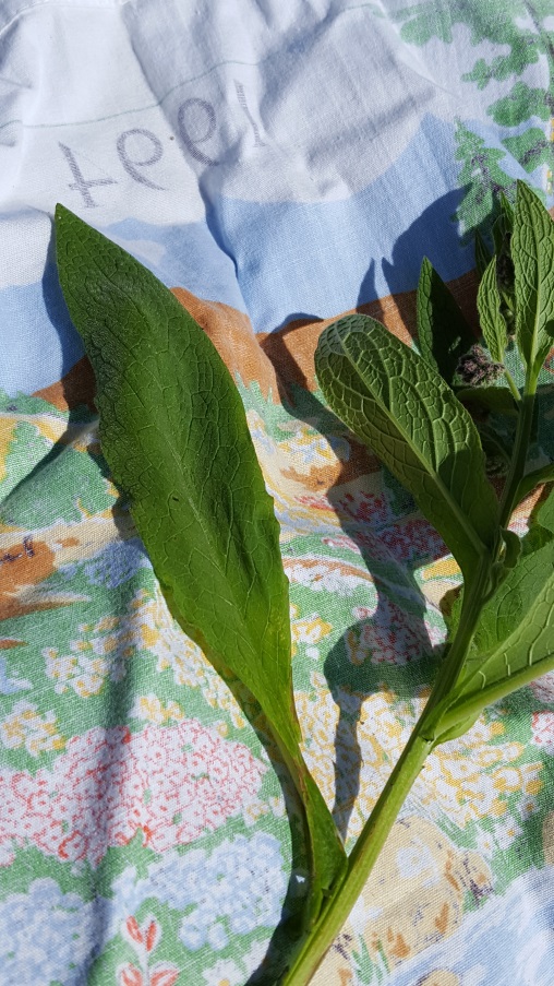 feuille de bourrache